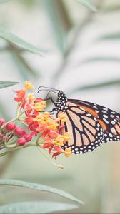 Preview wallpaper butterfly, flowers, light, macro