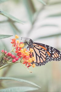 Preview wallpaper butterfly, flowers, light, macro