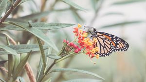 Preview wallpaper butterfly, flowers, light, macro