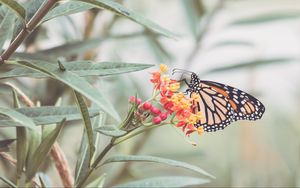 Preview wallpaper butterfly, flowers, light, macro