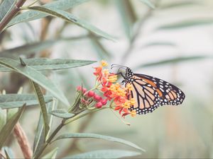 Preview wallpaper butterfly, flowers, light, macro