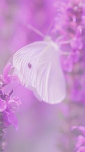 Preview wallpaper butterfly, flowers, lilac