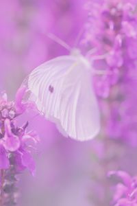 Preview wallpaper butterfly, flowers, lilac