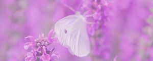 Preview wallpaper butterfly, flowers, lilac