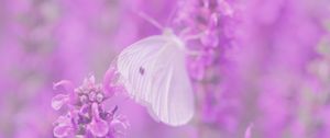 Preview wallpaper butterfly, flowers, lilac