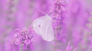 Preview wallpaper butterfly, flowers, lilac