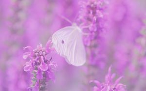 Preview wallpaper butterfly, flowers, lilac