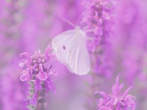 Preview wallpaper butterfly, flowers, lilac