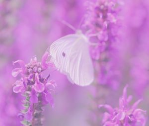 Preview wallpaper butterfly, flowers, lilac