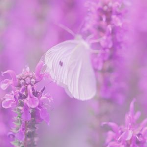 Preview wallpaper butterfly, flowers, lilac