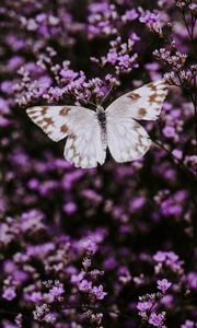 Preview wallpaper butterfly, flowers, lilac, insect, wings