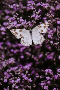 Preview wallpaper butterfly, flowers, lilac, insect, wings