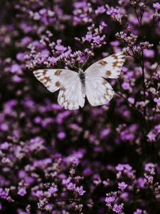 Preview wallpaper butterfly, flowers, lilac, insect, wings