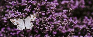 Preview wallpaper butterfly, flowers, lilac, insect, wings