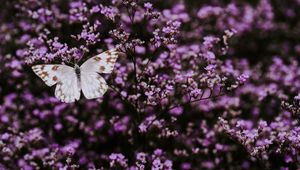 Preview wallpaper butterfly, flowers, lilac, insect, wings