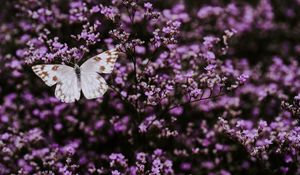 Preview wallpaper butterfly, flowers, lilac, insect, wings