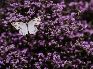 Preview wallpaper butterfly, flowers, lilac, insect, wings