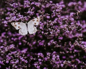 Preview wallpaper butterfly, flowers, lilac, insect, wings