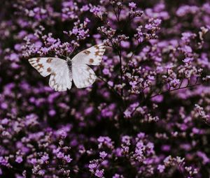 Preview wallpaper butterfly, flowers, lilac, insect, wings