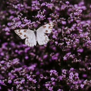 Preview wallpaper butterfly, flowers, lilac, insect, wings
