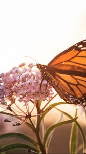 Preview wallpaper butterfly, flowers, macro, closeup