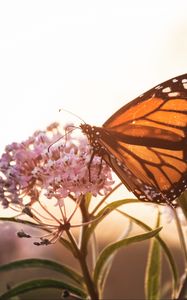 Preview wallpaper butterfly, flowers, macro, closeup