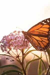 Preview wallpaper butterfly, flowers, macro, closeup