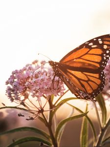 Preview wallpaper butterfly, flowers, macro, closeup