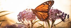 Preview wallpaper butterfly, flowers, macro, closeup