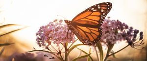 Preview wallpaper butterfly, flowers, macro, closeup