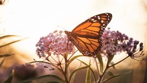 Preview wallpaper butterfly, flowers, macro, closeup