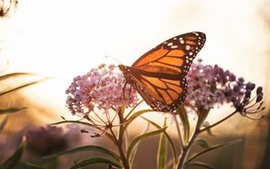 Preview wallpaper butterfly, flowers, macro, closeup