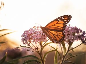Preview wallpaper butterfly, flowers, macro, closeup