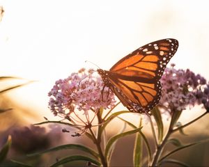 Preview wallpaper butterfly, flowers, macro, closeup