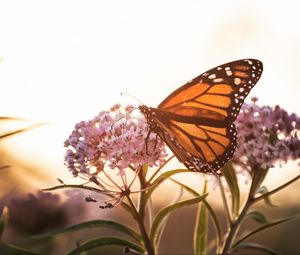 Preview wallpaper butterfly, flowers, macro, closeup