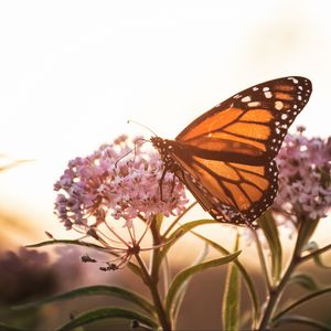 Preview wallpaper butterfly, flowers, macro, closeup