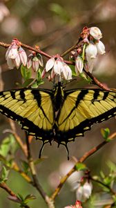 Preview wallpaper butterfly, flowers, macro, yellow