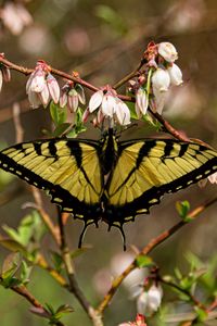 Preview wallpaper butterfly, flowers, macro, yellow