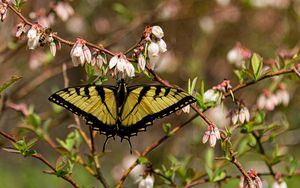 Preview wallpaper butterfly, flowers, macro, yellow