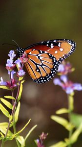 Preview wallpaper butterfly, flowers, macro