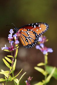 Preview wallpaper butterfly, flowers, macro