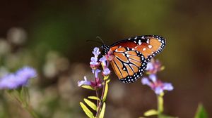 Preview wallpaper butterfly, flowers, macro