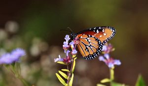 Preview wallpaper butterfly, flowers, macro