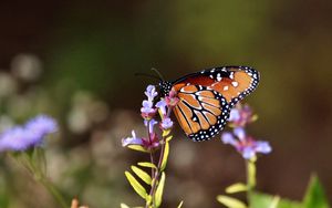 Preview wallpaper butterfly, flowers, macro