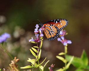 Preview wallpaper butterfly, flowers, macro