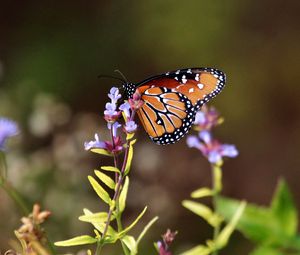 Preview wallpaper butterfly, flowers, macro