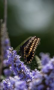 Preview wallpaper butterfly, flowers, macro, spring