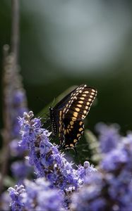 Preview wallpaper butterfly, flowers, macro, spring