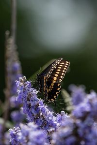 Preview wallpaper butterfly, flowers, macro, spring