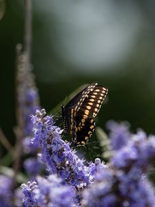 Preview wallpaper butterfly, flowers, macro, spring